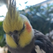 ͷ��