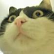 ͷ