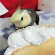 ͷ