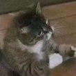 ͷ��