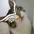 ͷ