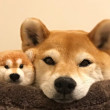 ͷ