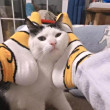 ͷ