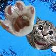 ͷ