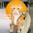 ͷ��