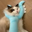 ͷ��