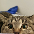ͷ��