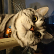 ͷ