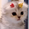 ͷ