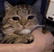 ͷ��