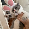 ͷ