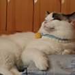 ͷ