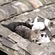 ͷ