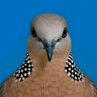 ͷ��