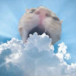ͷ��