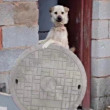 ͷ