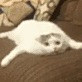 ͷ