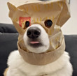ͷ
