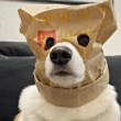 ͷ