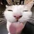 ͷ