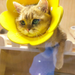 ͷ��