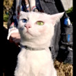 ͷ