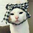 ͷ