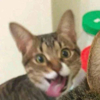 ͷ��