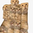 ͷ