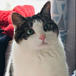 ͷ