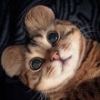 ͷ��