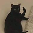ͷ
