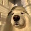 ͷ��