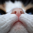 ͷ