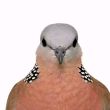 ͷ��