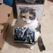 ͷ��