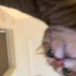 ͷ��