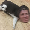ͷ