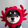 ͷ