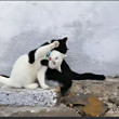 ͷ
