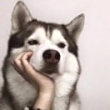 ͷ