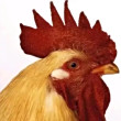 ͷ