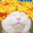 ͷ��