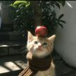 ͷ��