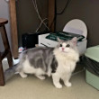 ͷ