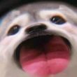 ͷ��