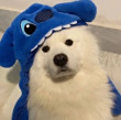 ͷ