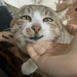 ͷ��
