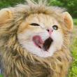 ͷ��