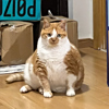 ͷ